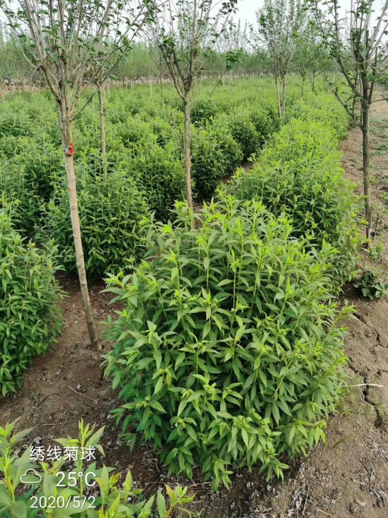 常年出售：粉花绣线菊.金山绣线菊.金焰绣线菊