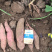 哈蜜冰糖心蜜薯，白雪公主基地种植大量供应，支持电商，超市