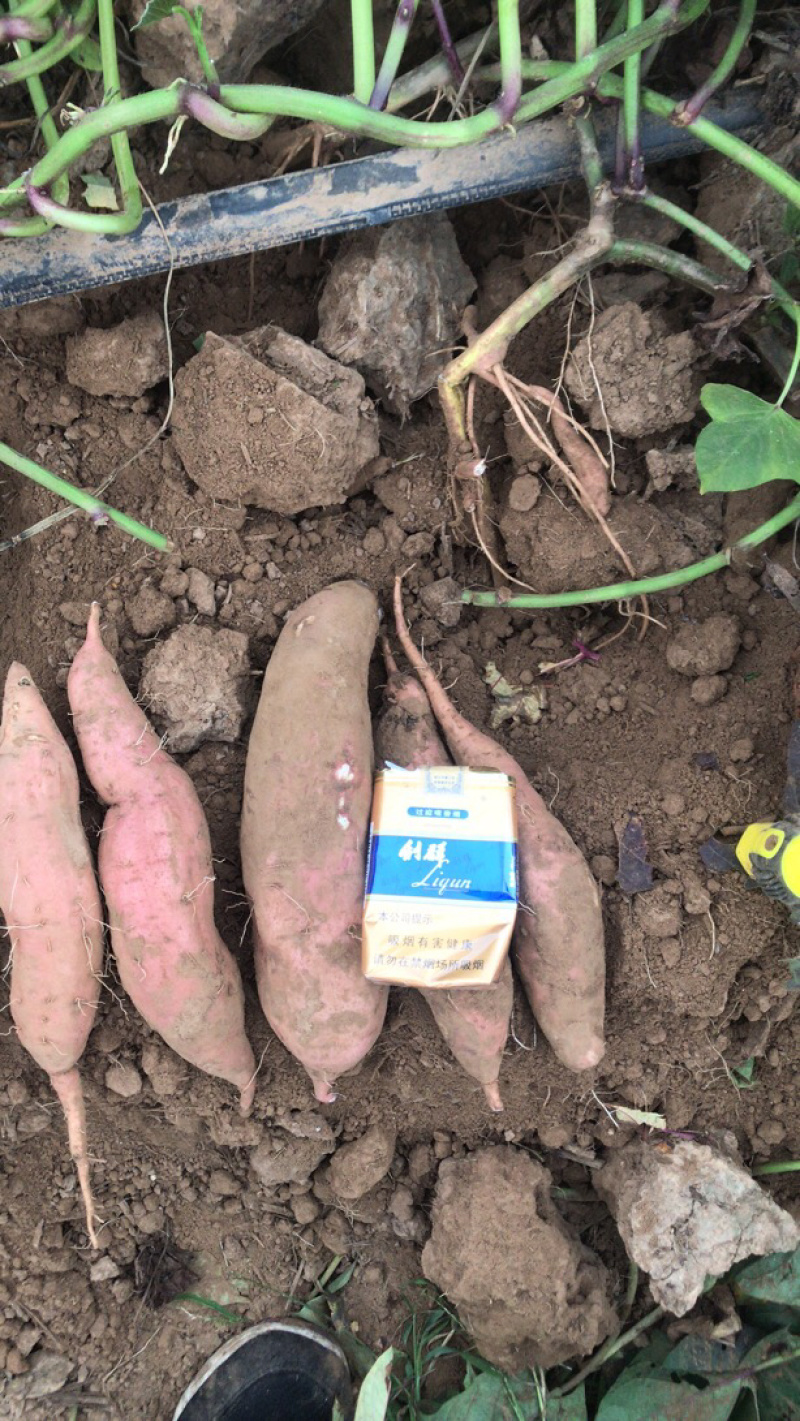 哈蜜冰糖心蜜薯，白雪公主基地种植大量供应，支持电商，超市