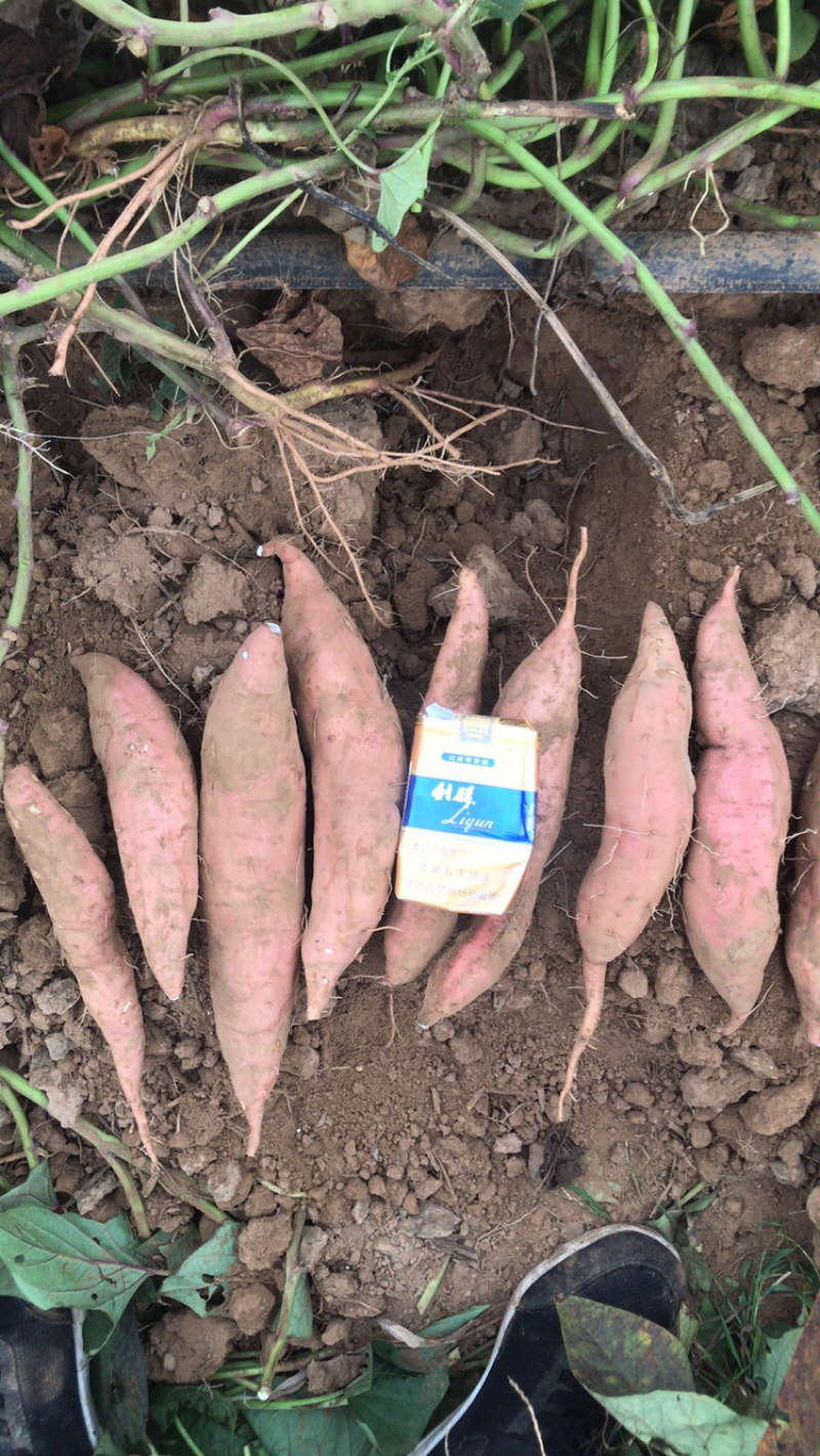 哈蜜冰糖心蜜薯，白雪公主基地种植大量供应，支持电商，超市