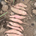 哈蜜冰糖心蜜薯，白雪公主基地种植大量供应，支持电商，超市