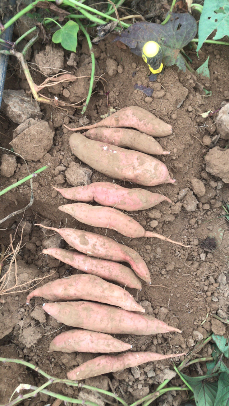哈蜜冰糖心蜜薯，白雪公主基地种植大量供应，支持电商，超市