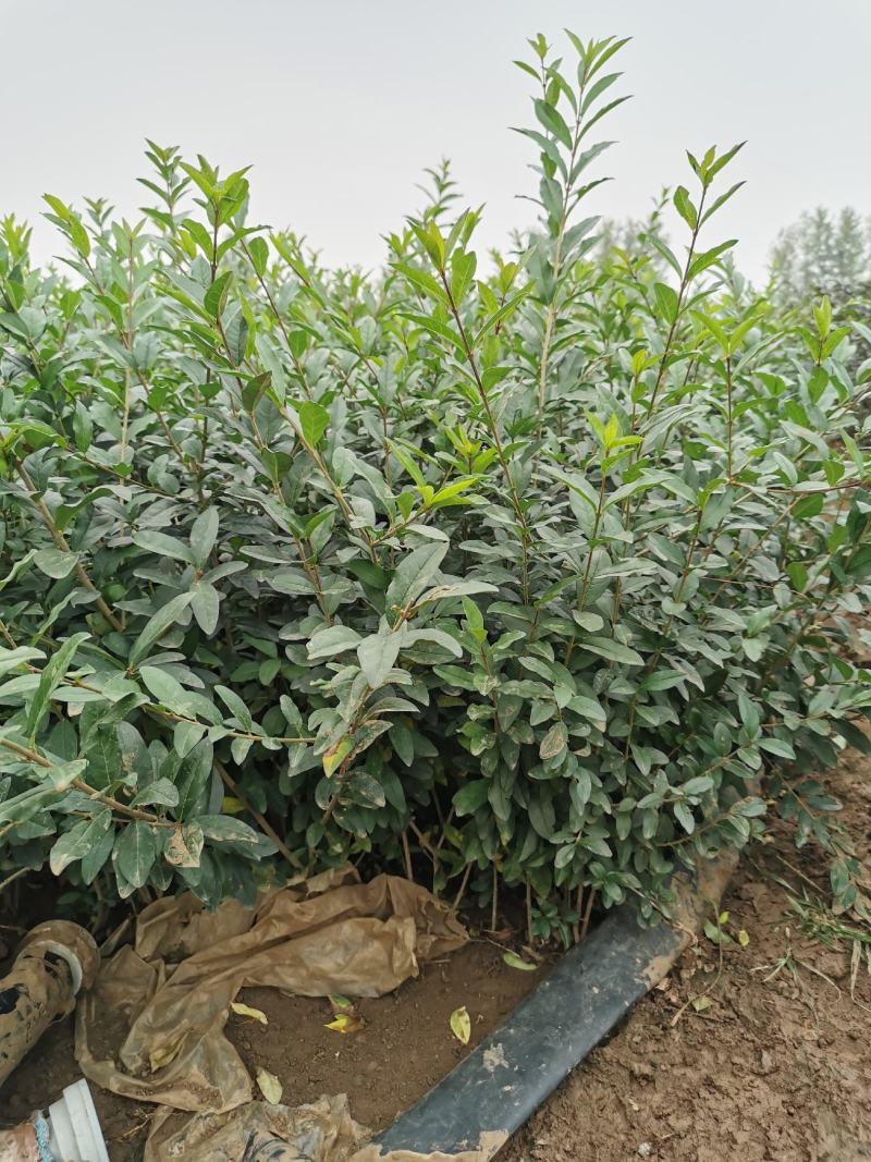 常年出售：水腊苗30~50cm，金叶水蜡
