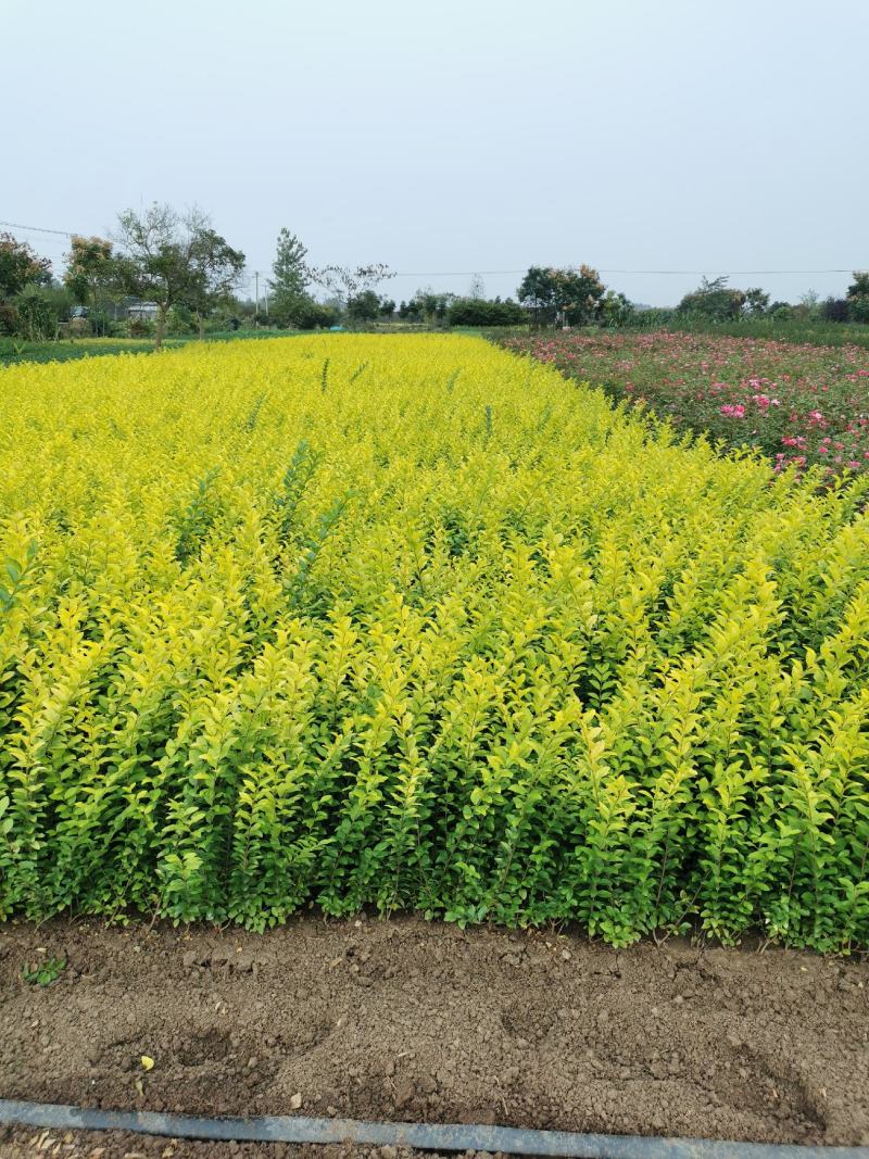 常年出售：水腊苗30~50cm，金叶水蜡