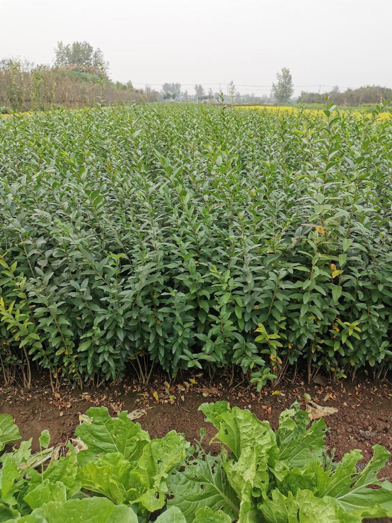 常年出售：水腊苗30~50cm，金叶水蜡