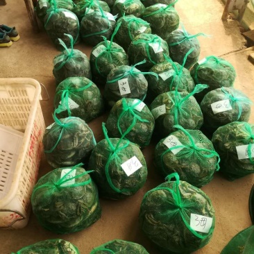 江苏精品大闸蟹4两母蟹批发兼零售