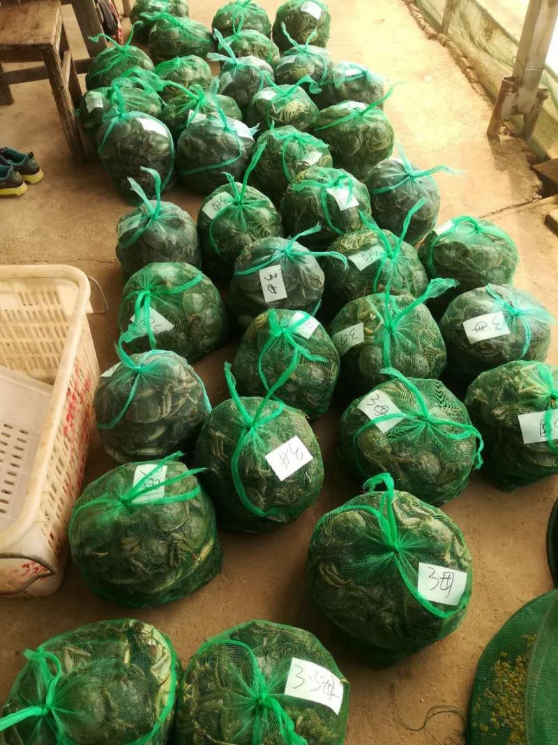 江苏精品大闸蟹4两母蟹批发兼零售