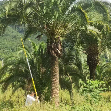 杆高4米的精品加拿利海枣漳州产地直销批发加拿利海枣价格