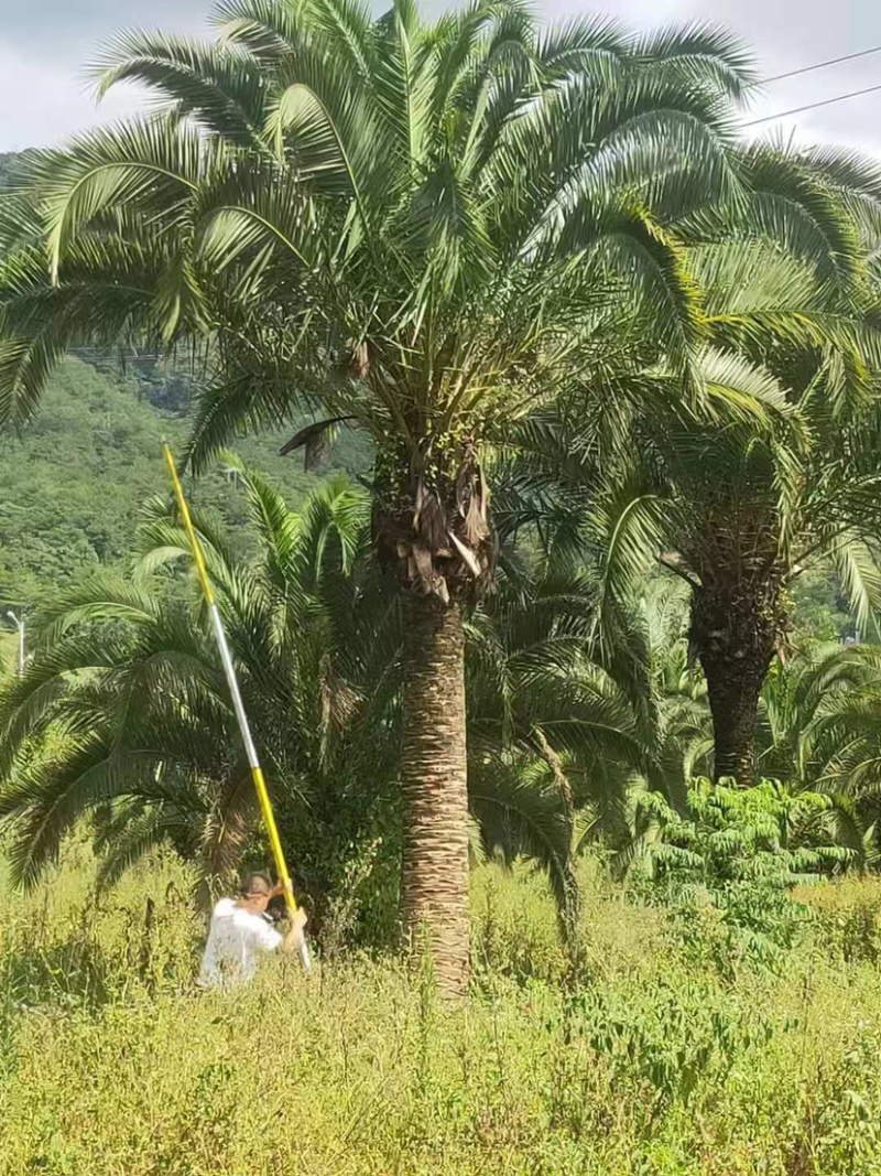 杆高4米的精品加拿利海枣漳州产地直销批发加拿利海枣价格