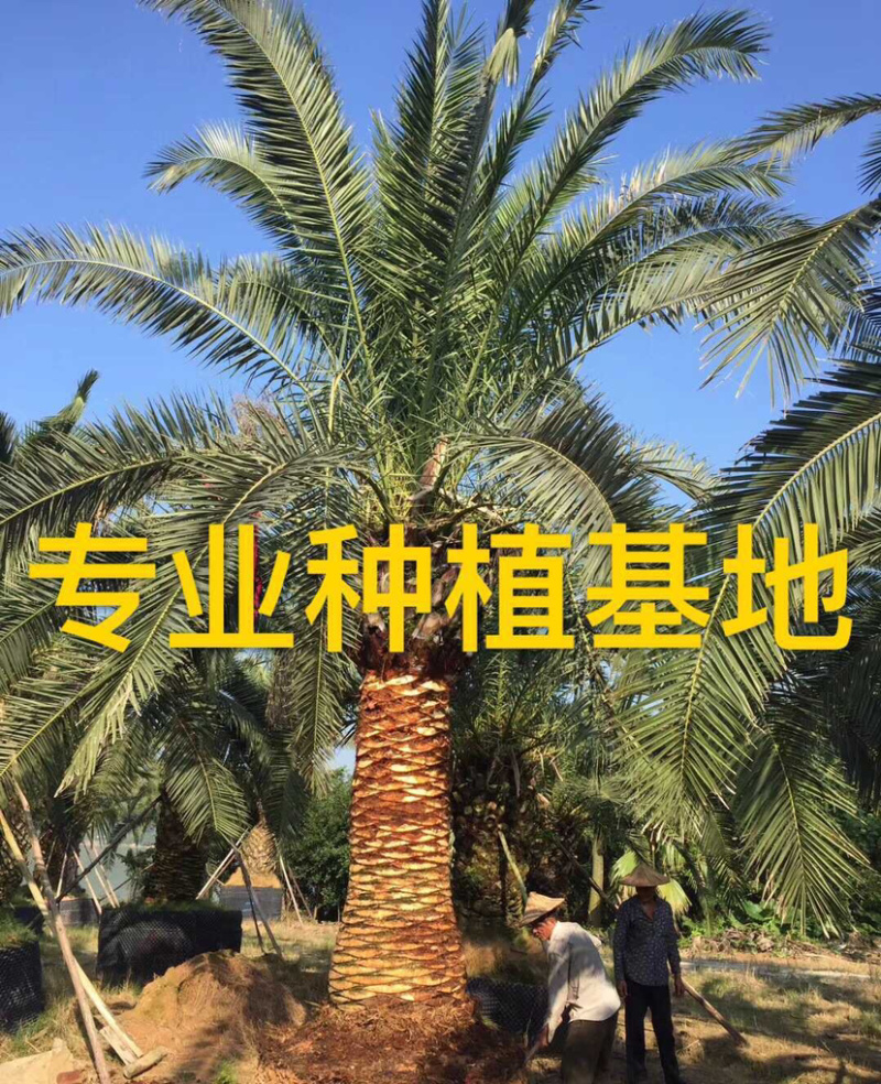杆高4米的精品加拿利海枣漳州产地直销批发加拿利海枣价格