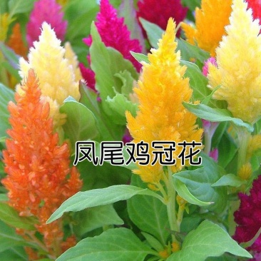 户外阳台凤尾鸡冠花种子观赏花卉种子四季播花籽阳台庭院盆栽
