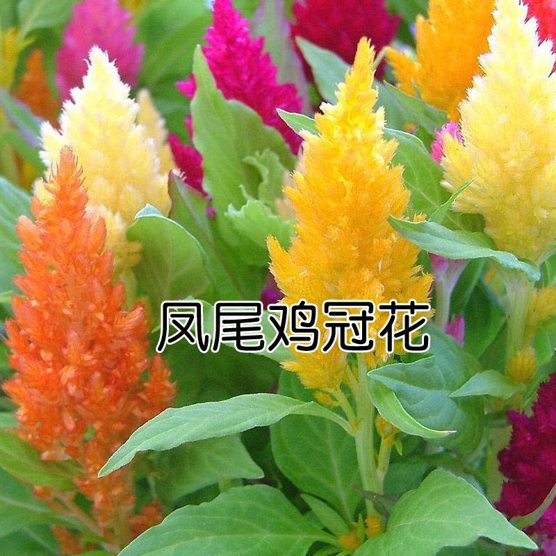 户外阳台凤尾鸡冠花种子观赏花卉种子四季播花籽阳台庭院盆栽