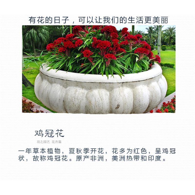 户外阳台凤尾鸡冠花种子观赏花卉种子四季播花籽阳台庭院盆栽