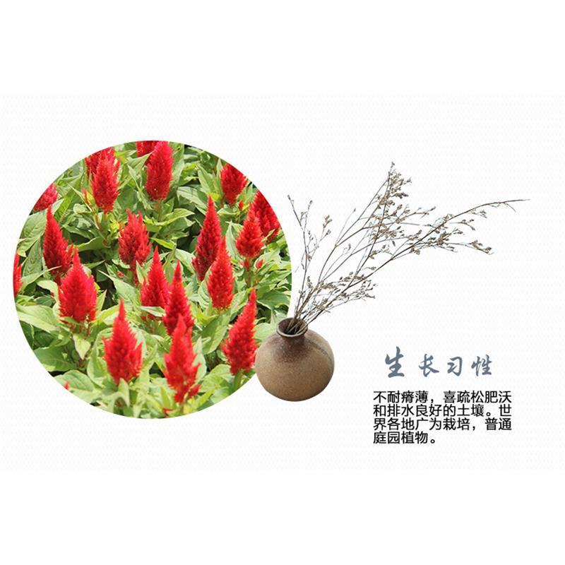 户外阳台凤尾鸡冠花种子观赏花卉种子四季播花籽阳台庭院盆栽