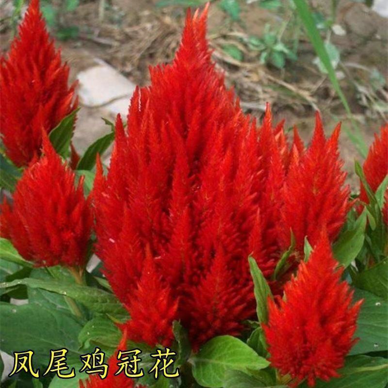 户外阳台凤尾鸡冠花种子观赏花卉种子四季播花籽阳台庭院盆栽