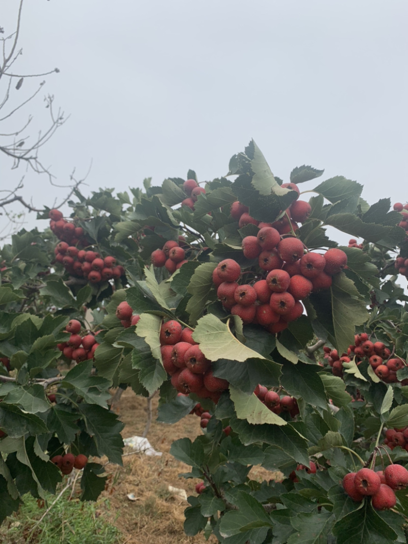 沂蒙山产地直销山楂大金星