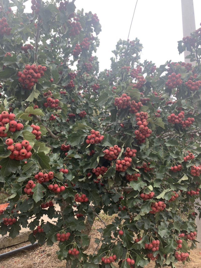 沂蒙山产地直销山楂大金星