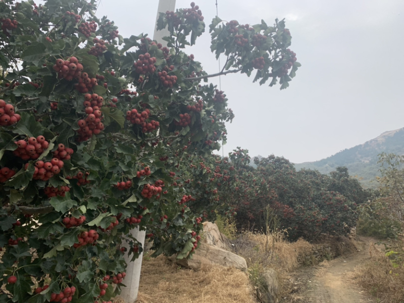 沂蒙山产地直销山楂大金星