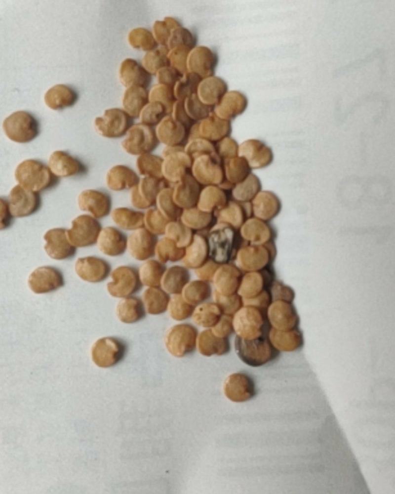 白蛋茄种子鸡蛋茄籽茄袖珍茄种茄子蔬菜籽孑白灌茄