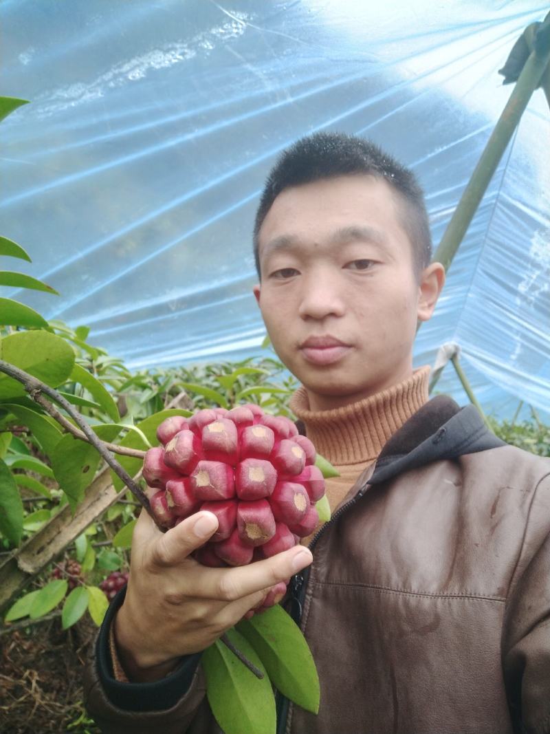 黑老虎重量在1-两斤左右