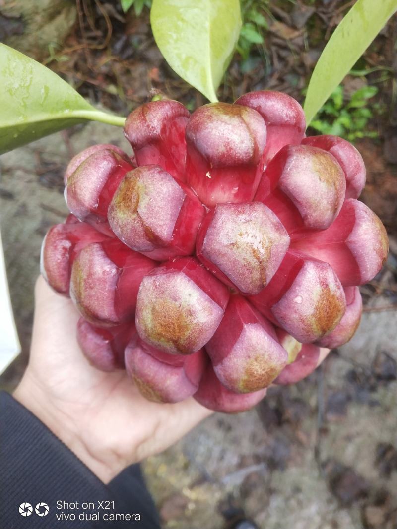 黑老虎重量在1-两斤左右