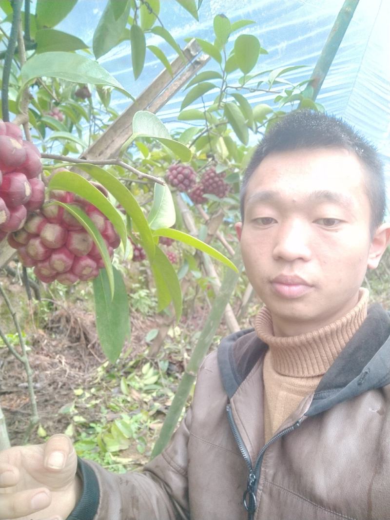 黑老虎重量在1-两斤左右