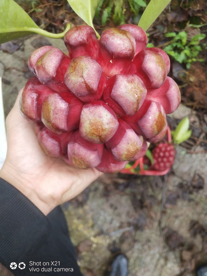 黑老虎重量在1-两斤左右
