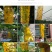 [一件代发]瓜果实蝇针蜂诱粘剂昆虫诱捕剂杀果蝇药粘胶诱黏