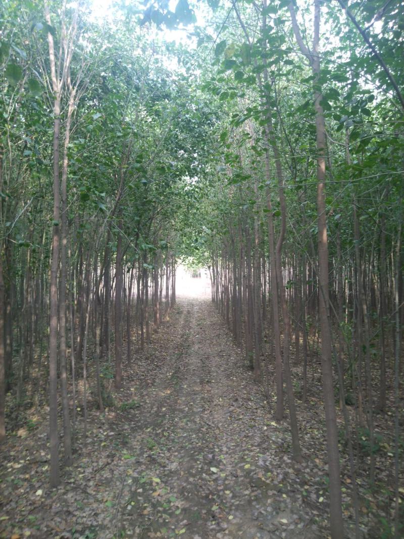 河南鄢陵3--12公分丝棉木，丝棉木嫁接卫矛球都有。