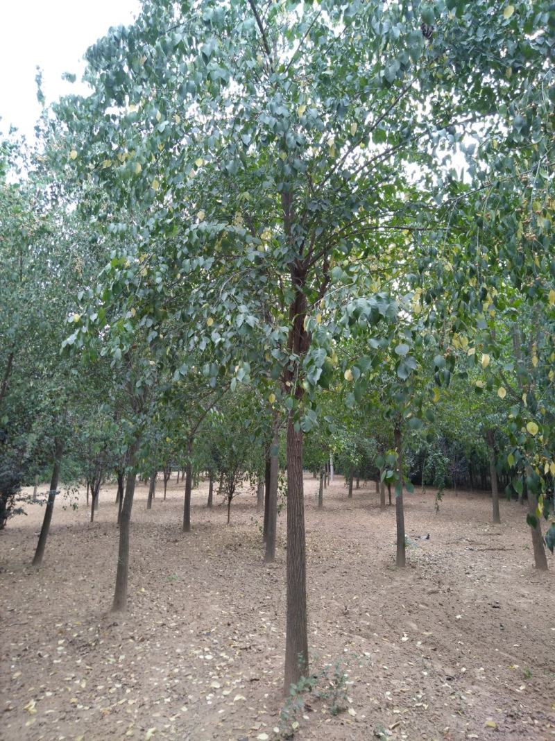 河南鄢陵3--12公分丝棉木，丝棉木嫁接卫矛球都有。