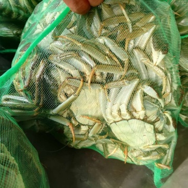 江苏精品大闸蟹3.5两母蟹批发兼零售