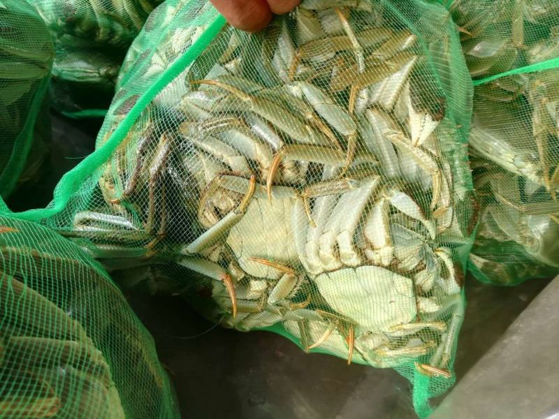 江苏精品大闸蟹3.5两母蟹批发兼零售