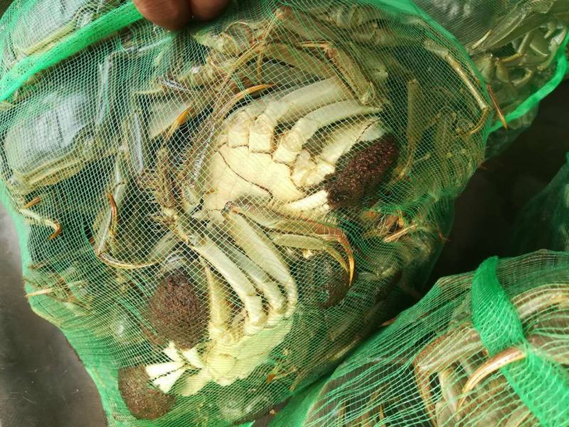 江苏精品大闸蟹3.5两母蟹批发兼零售