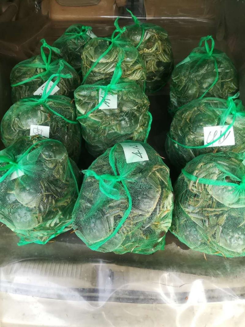 江苏精品大闸蟹3.5两母蟹批发兼零售