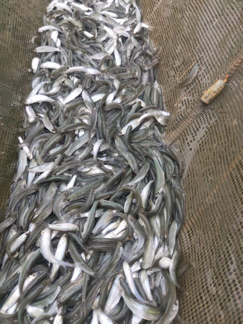 赤眼鳟鱼苗，水产优质良种鱼苗，鱼场直供，欢迎订购