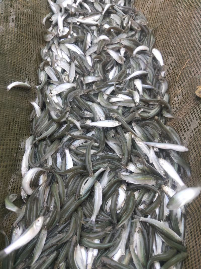 赤眼鳟鱼苗，水产优质良种鱼苗，鱼场直供，欢迎订购