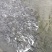 赤眼鳟鱼苗，水产优质良种鱼苗，鱼场直供，欢迎订购