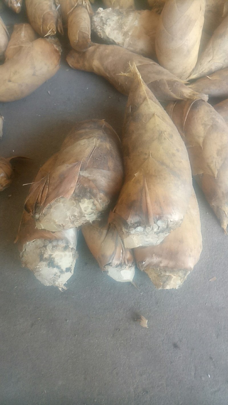 黄泥冬笋去根货，产地直供，整车批发现货