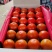 露天西红柿确保一手货源产地直发支持一件代发