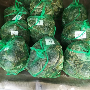 江苏精品大闸蟹硬3两母蟹批发兼零售