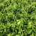 爱媛38苗，明日见现挖现发，保证质量，诚信商家，