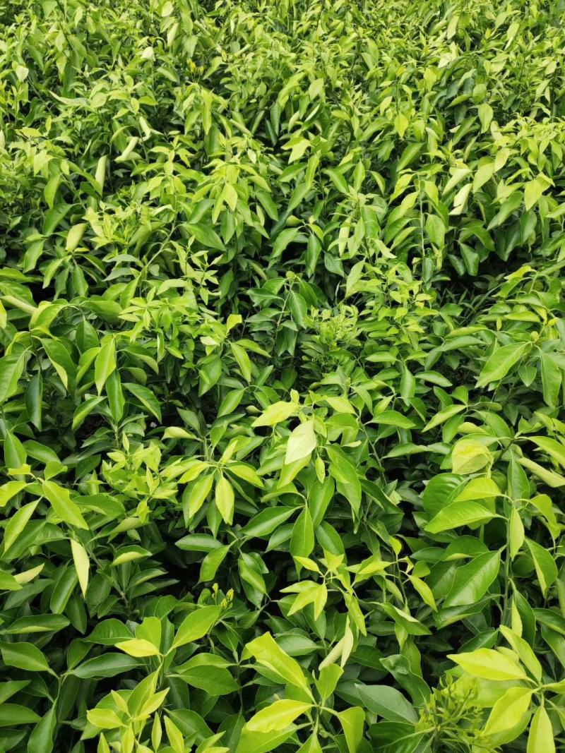 爱媛38苗，明日见现挖现发，保证质量，诚信商家，