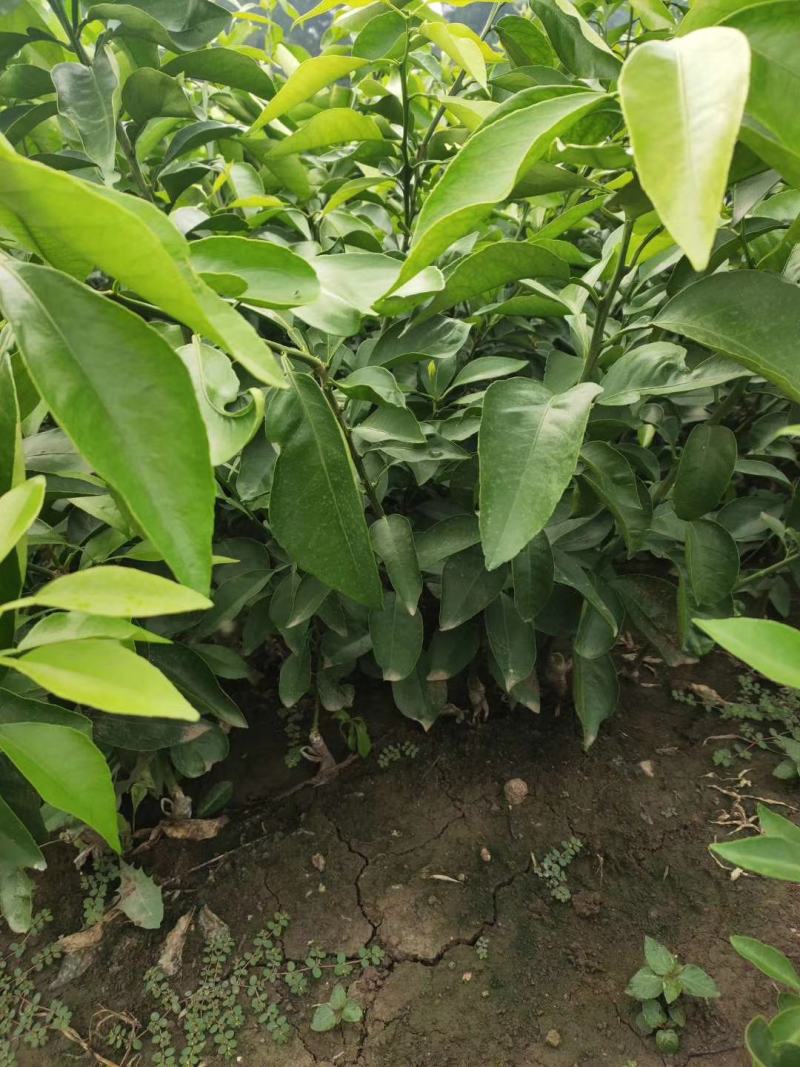 爱媛38苗，明日见现挖现发，保证质量，诚信商家，
