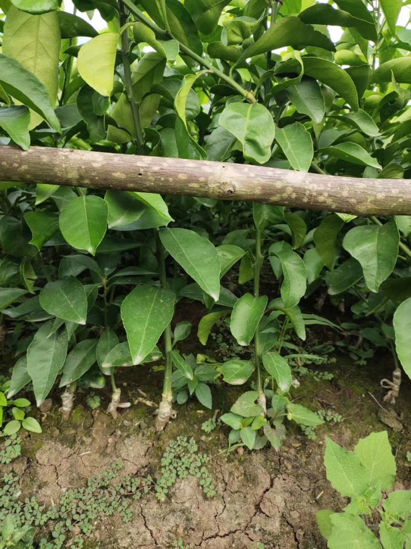 爱媛38苗，明日见现挖现发，保证质量，诚信商家，