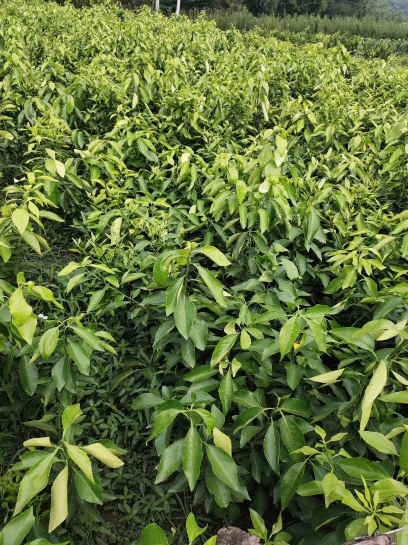 爱媛38苗，明日见现挖现发，保证质量，诚信商家，