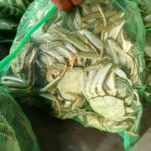 江苏精品大闸蟹2.8两母蟹批发兼零售