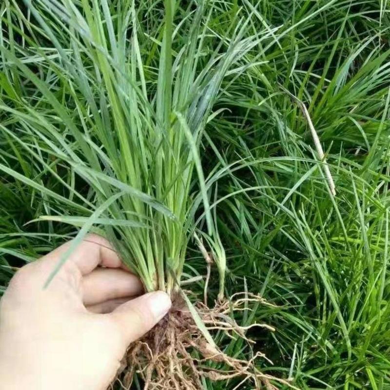 大量批发麦冬草苗中叶细叶麦冬草四季长青石蒜红花草葱兰马兰