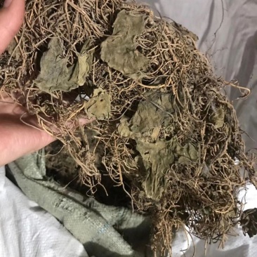 500克包邮杜衡中药材杜衡马辛南细辛马蹄香