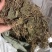 500克包邮杜衡中药材杜衡马辛南细辛马蹄香