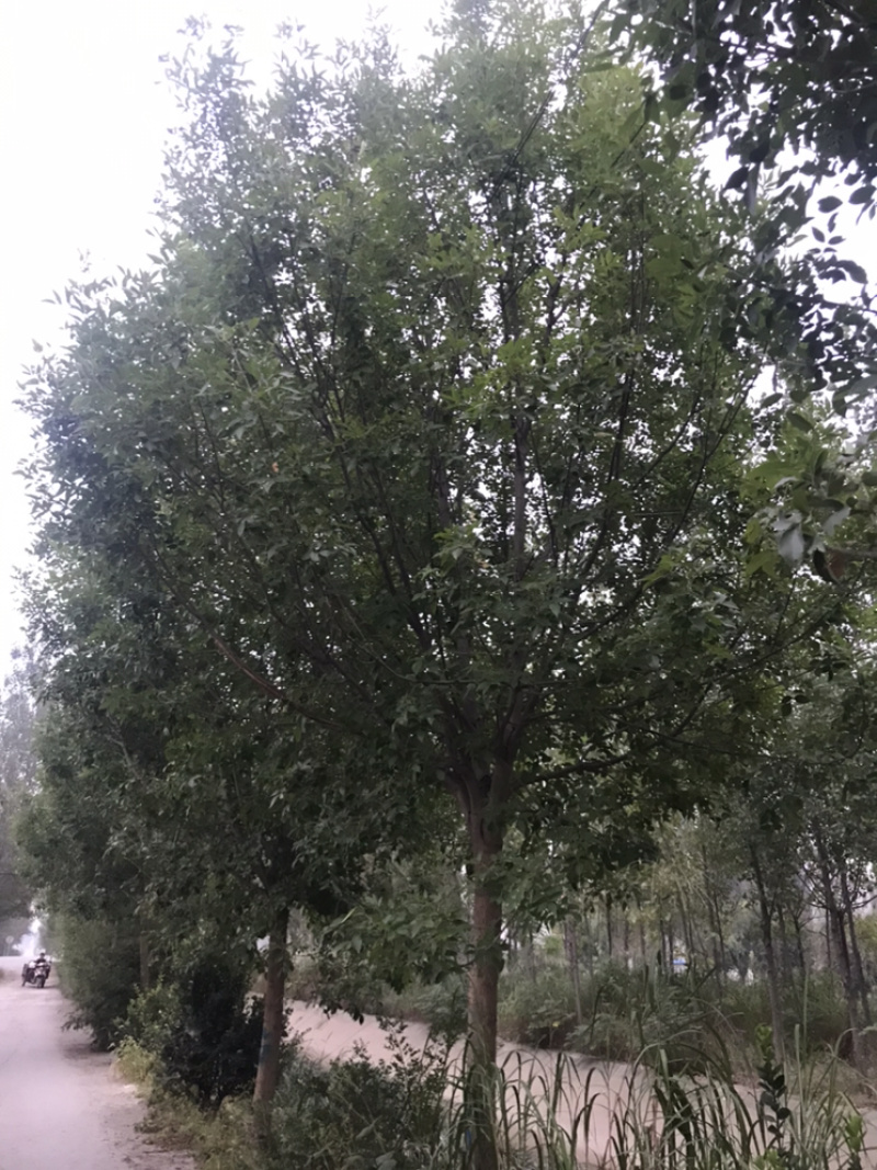 白蜡一级12公分14公分15公分18公分白蜡